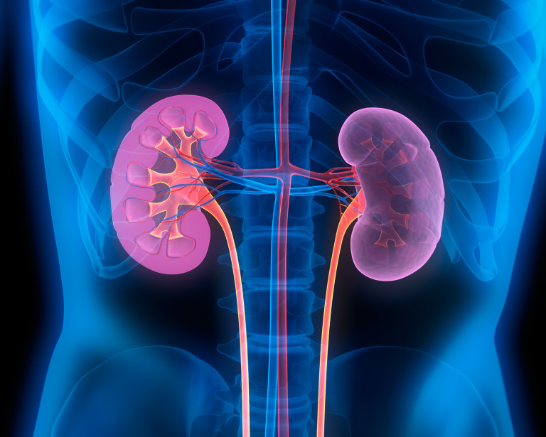 An x-ray image of kidneys.